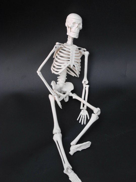Simple Human Bone Model 17.7in